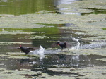 FZ004572 Moorhens running on water.jpg